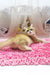 Blackberry | British Shorthair Kitten