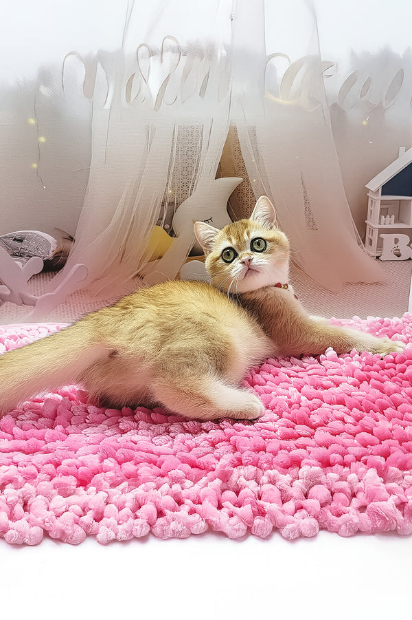 Blackberry | British Shorthair Kitten