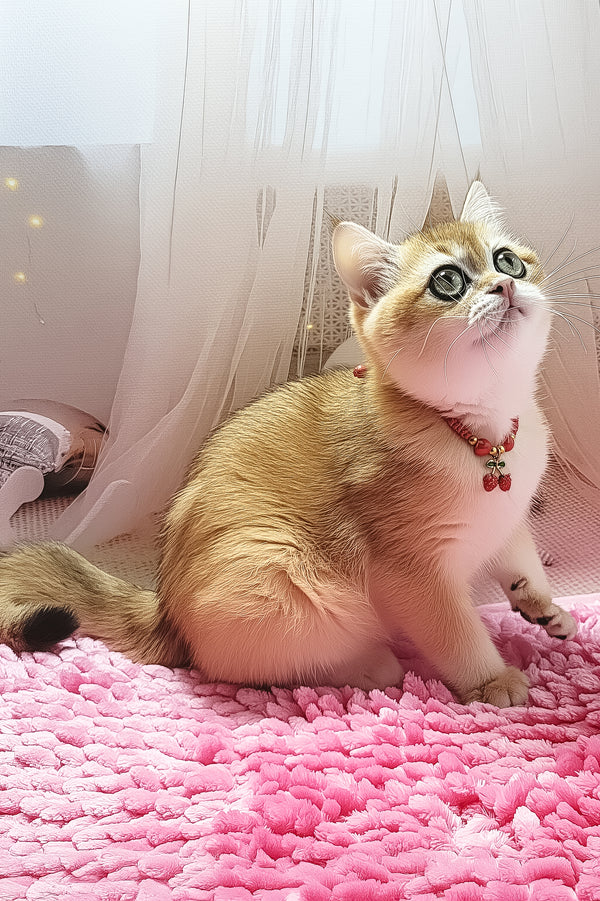 Blackberry | British Shorthair Kitten