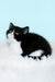 Gretel | British Shorthair Kitten
