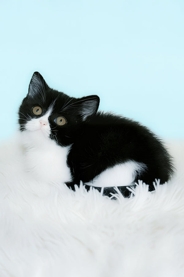 Gretel | British Shorthair Kitten