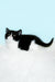 Gretel | British Shorthair Kitten