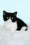 Gretel | British Shorthair Kitten