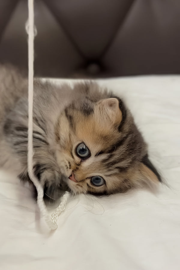 Kashtan | Munchkin Longhair Kitten
