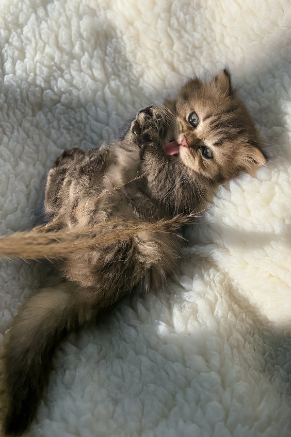 Kashtan | Munchkin Longhair Kitten
