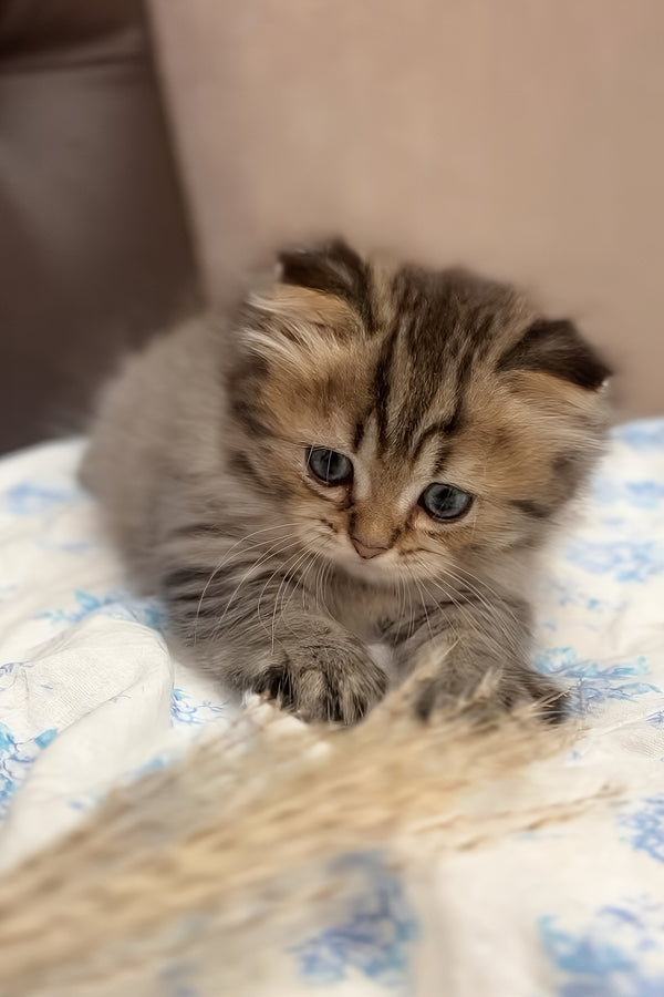 Kashtan | Munchkin Longhair Kitten