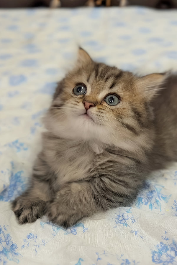 Kashtan | Munchkin Longhair Kitten