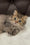 Kashtan | Munchkin Longhair Kitten