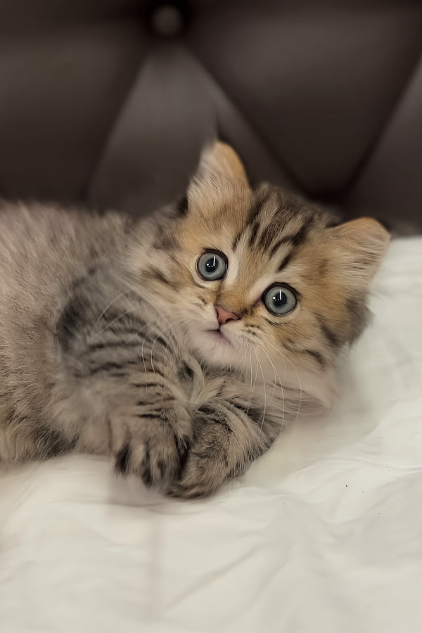 Kashtan | Munchkin Longhair Kitten