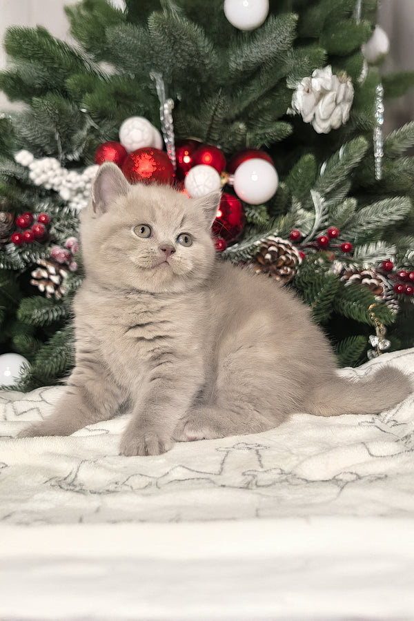 Liam | British Shorthair Kitten