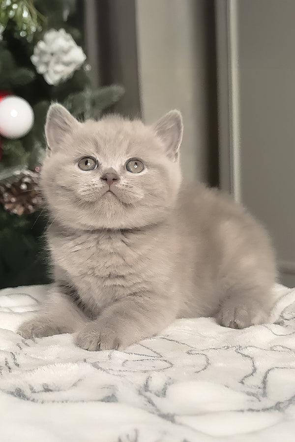 Liam | British Shorthair Kitten
