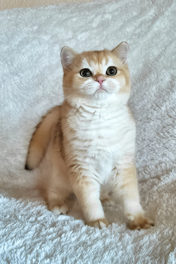 Leonardo | British Shorthair Kitten