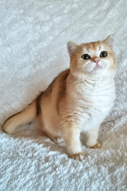 Leonardo | British Shorthair Kitten