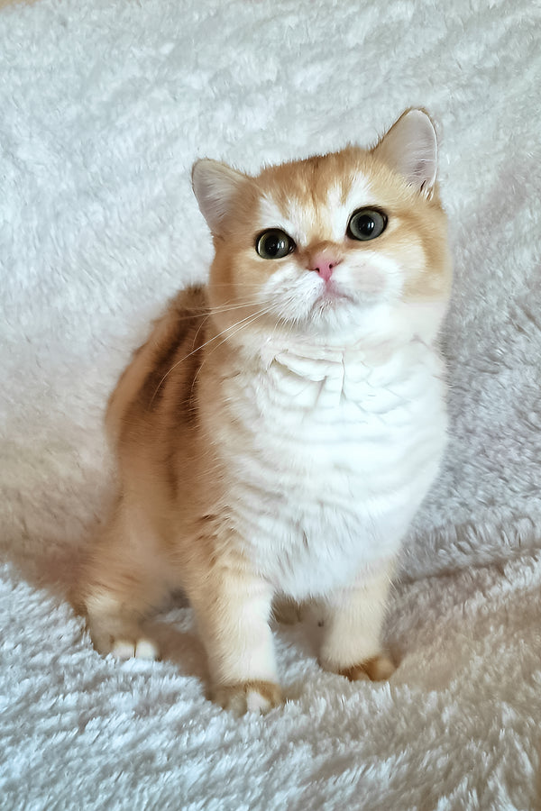 Leonardo | British Shorthair Kitten