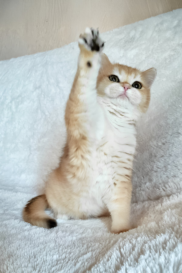 Leonardo | British Shorthair Kitten