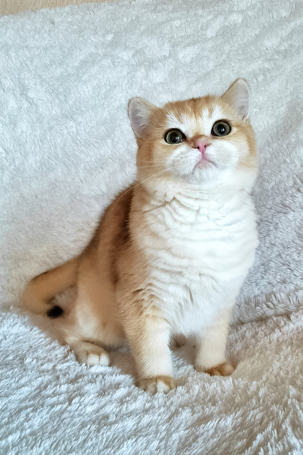 Leonardo | British Shorthair Kitten