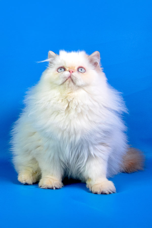 Amur | Persian Kitten