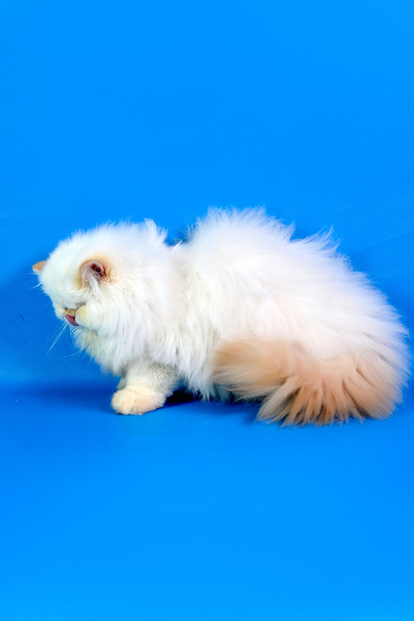 Amur | Persian Kitten