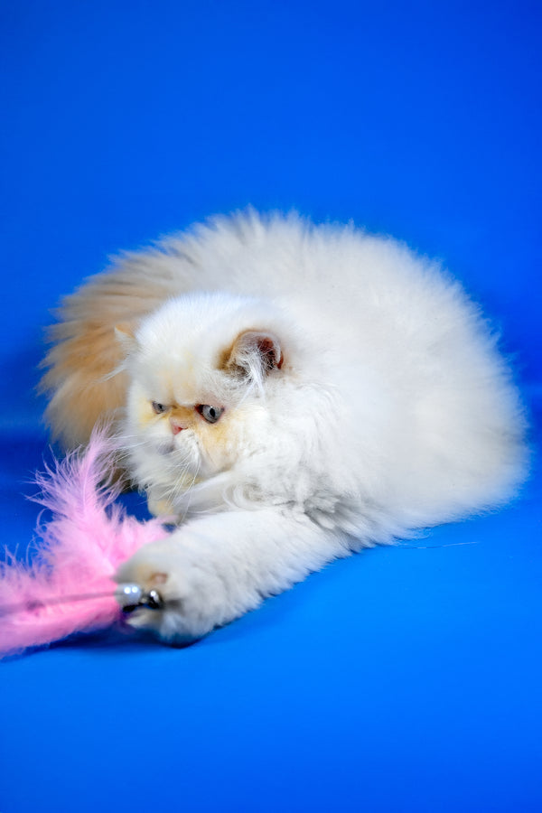 Amur | Persian Kitten