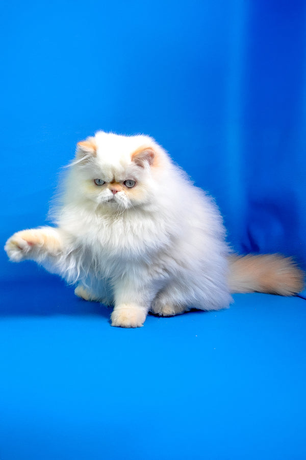 Amur | Persian Kitten