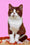 Max | British Shorthair Kitten