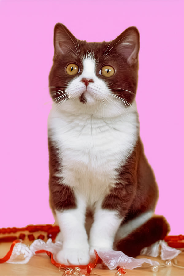 Max | British Shorthair Kitten