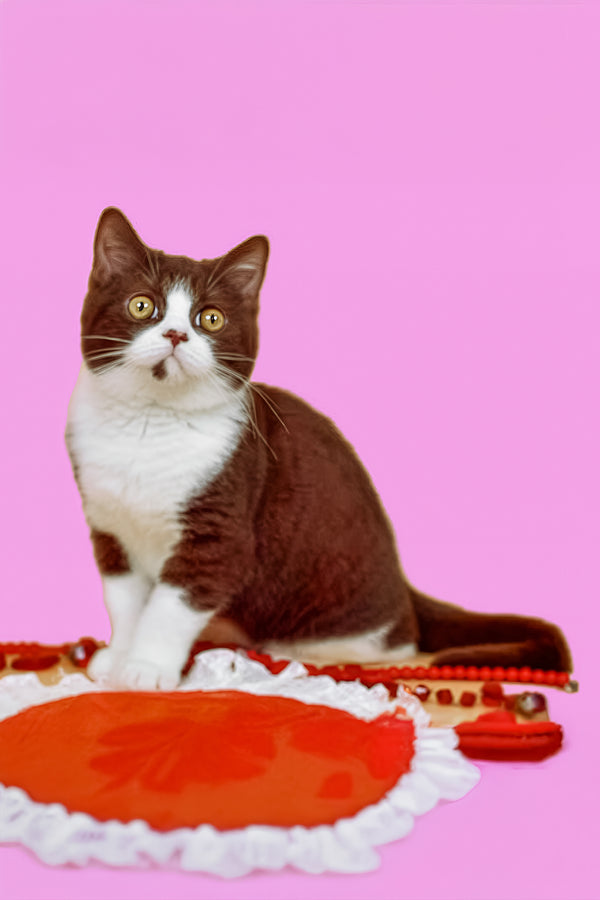 Max | British Shorthair Kitten