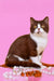 Max | British Shorthair Kitten