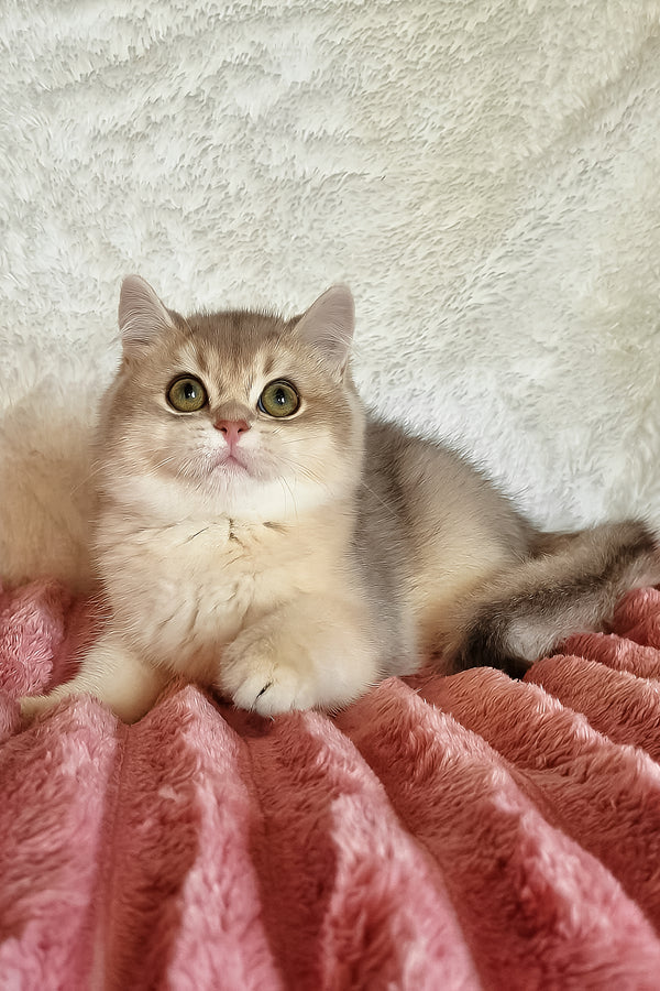 Mishel | British Shorthair Kitten