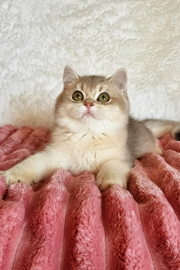 Mishel | British Shorthair Kitten