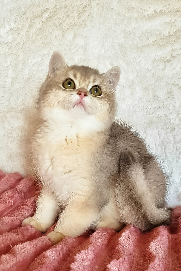 Mishel | British Shorthair Kitten