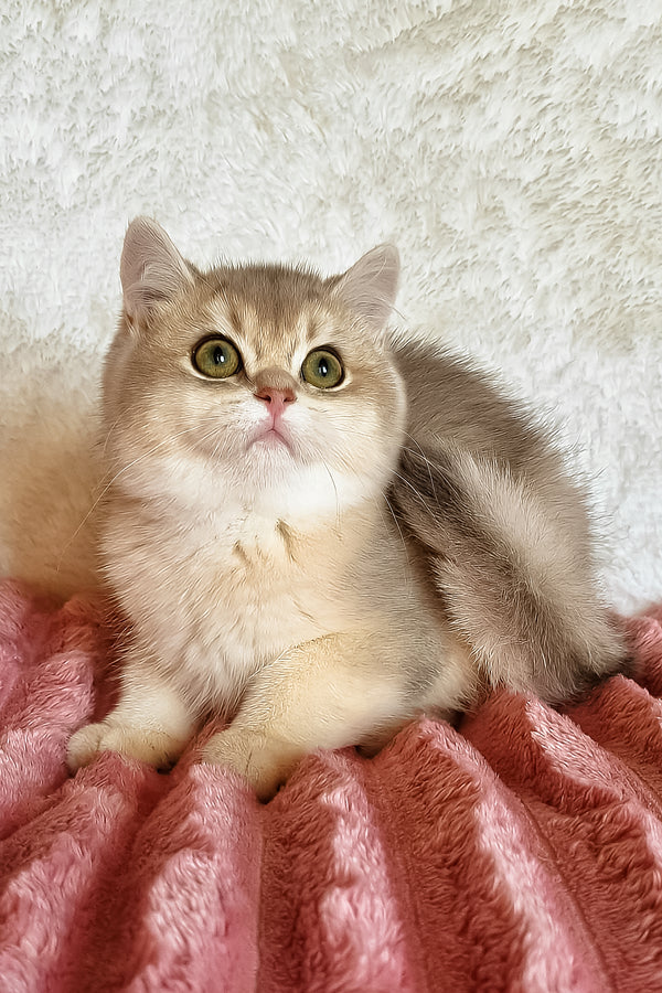 Mishel | British Shorthair Kitten