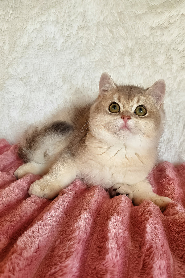 Mishel | British Shorthair Kitten