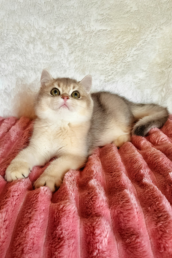 Mishel | British Shorthair Kitten