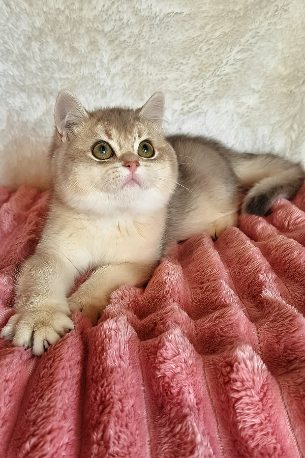Mishel | British Shorthair Kitten