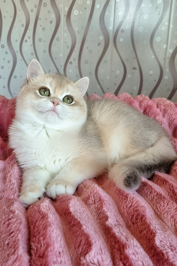 Nysha | British Shorthair Kitten