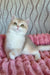 Nysha | British Shorthair Kitten