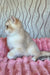 Nysha | British Shorthair Kitten