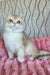 Nysha | British Shorthair Kitten