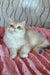 Nysha | British Shorthair Kitten