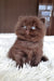 Pushon | British Longhair Kitten