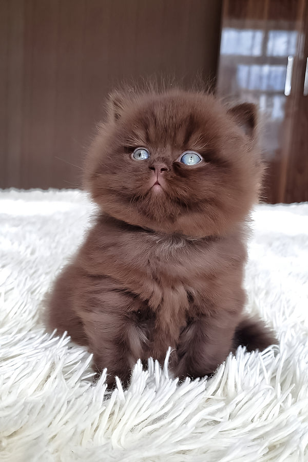 A fluffy chocolate british longhair kitten with striking blue eyes sits on a white rug with comprehensive health guarantee