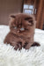 Pushon | British Longhair Kitten