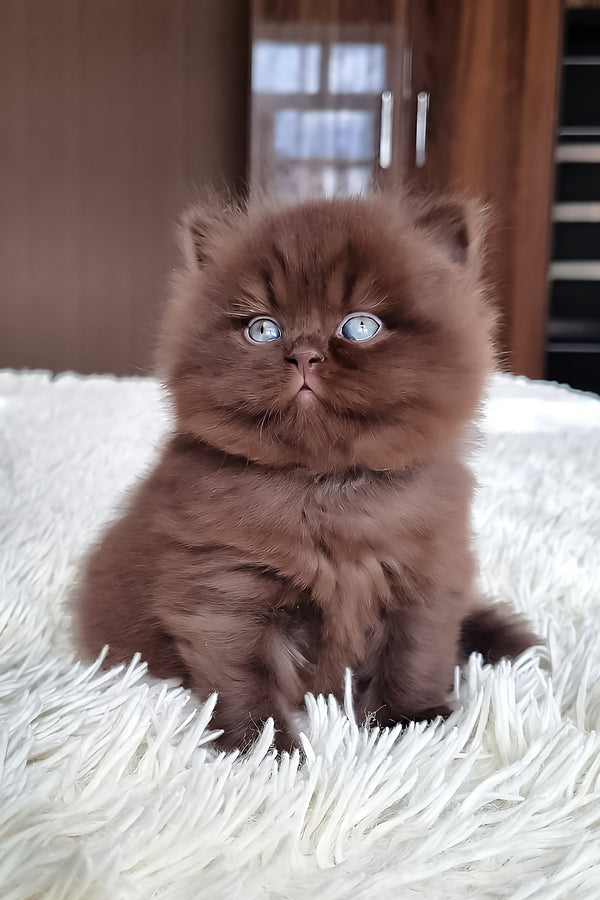 Pushon british longhair kitten fluffy chocolate brown with striking blue eyes sits on white textured rug offers comprehensive health guarantee