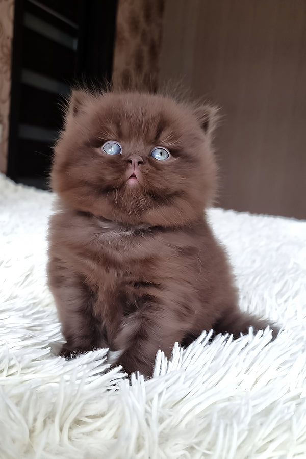 Pushon | British Longhair Kitten