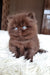 Pushon | British Longhair Kitten