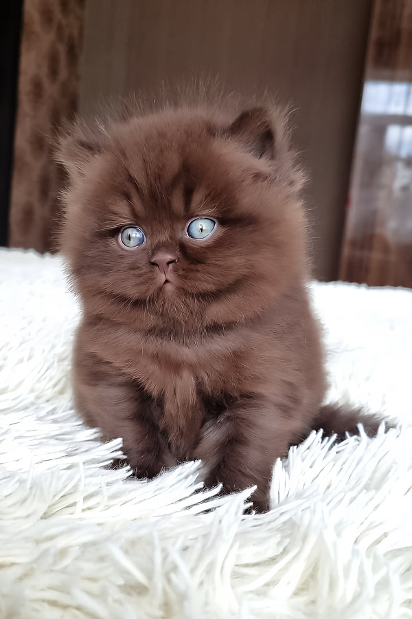 A fluffy chocolate british longhair kitten with striking blue eyes sits on a white textured rug with health guarantee