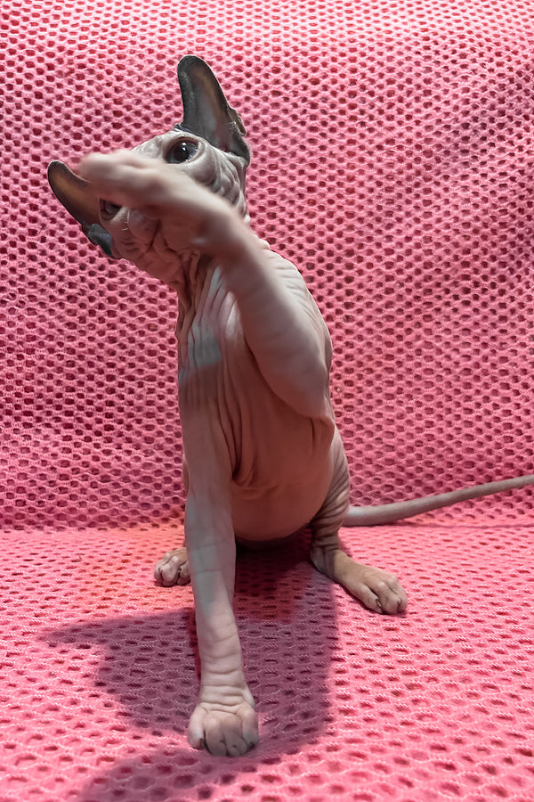Asya | Elf Sphynx Kitten