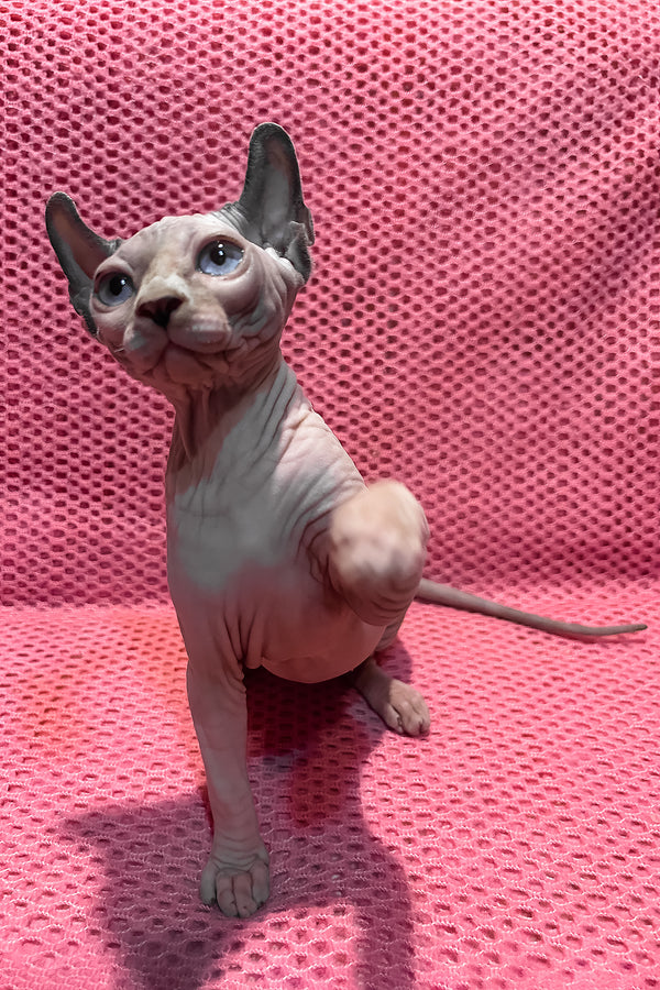 Asya | Elf Sphynx Kitten