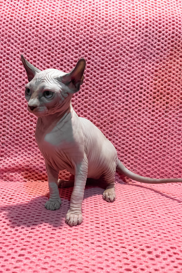 Asya | Elf Sphynx Kitten